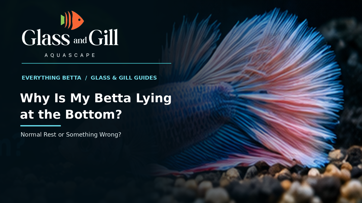 Betta resting on the aquarium bottom — Glass & Gill care guide