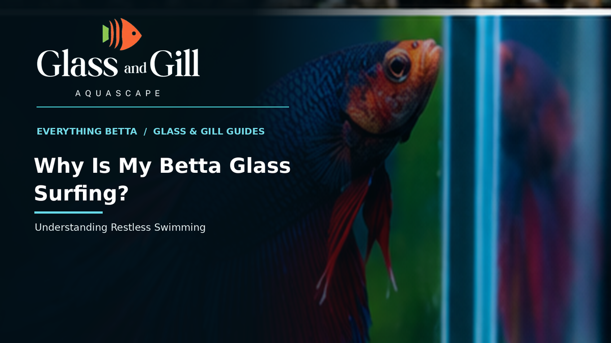Betta swimming along aquarium glass — Glass & Gill behaviour guide