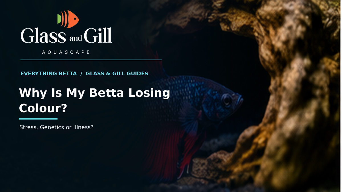 Betta colour changes — Glass & Gill health and genetics guide