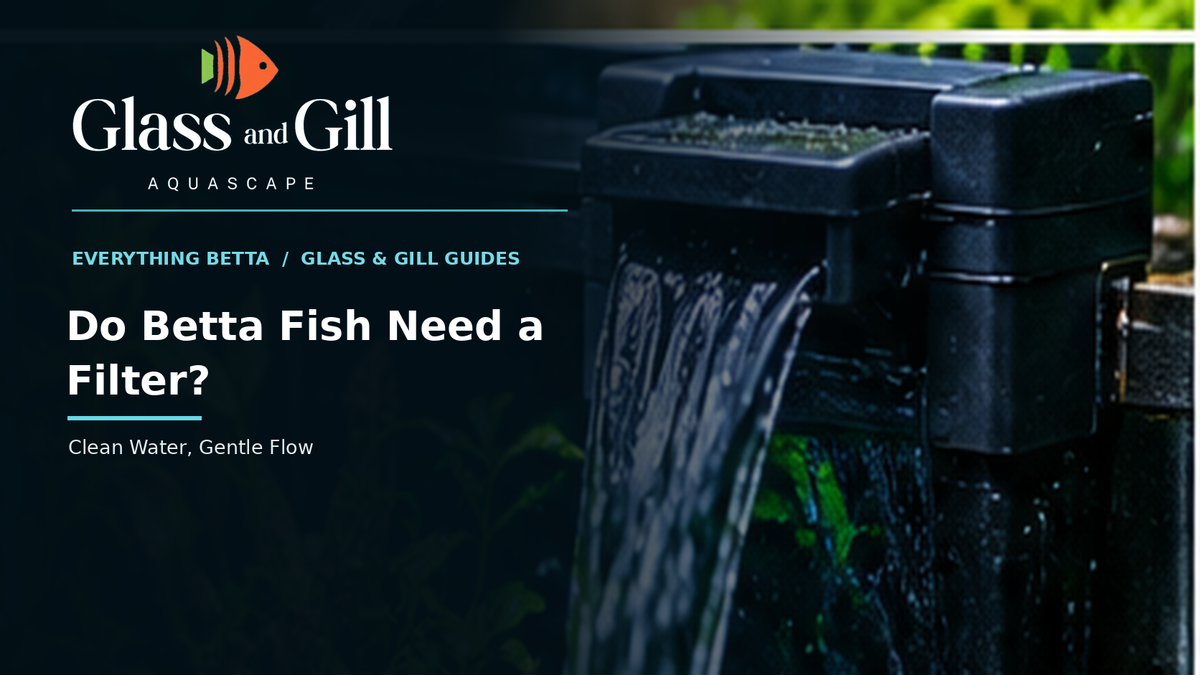 Gentle filter for a Betta aquarium — Glass & Gill care guide