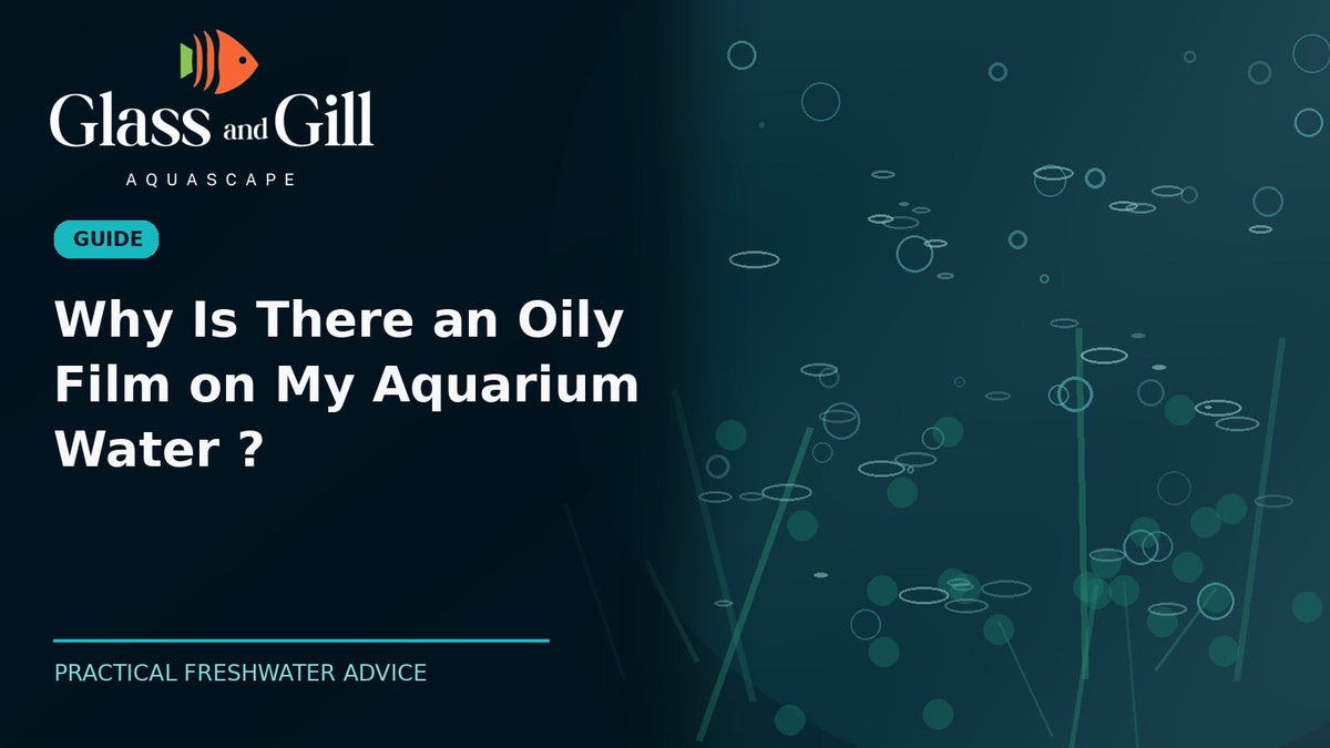 Why Is There an Oily Film on My Aquarium Water? — illustrated Glass & Gill aquarium guide