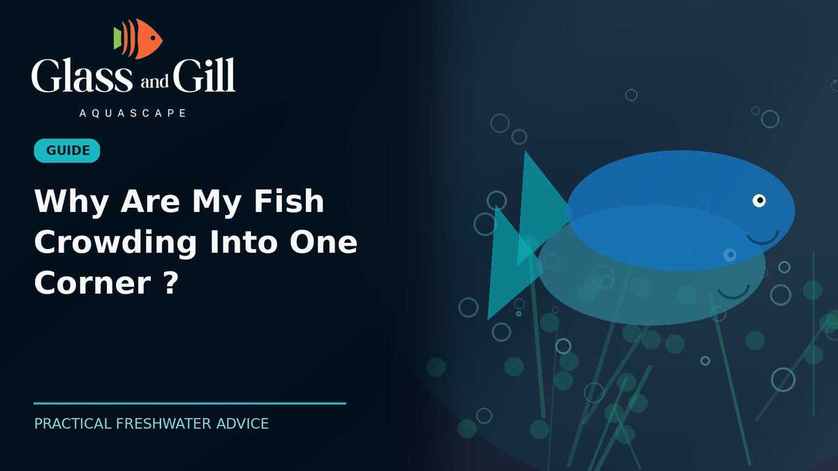 Why Are My Fish Crowding Into One Corner? — original Glass & Gill guide