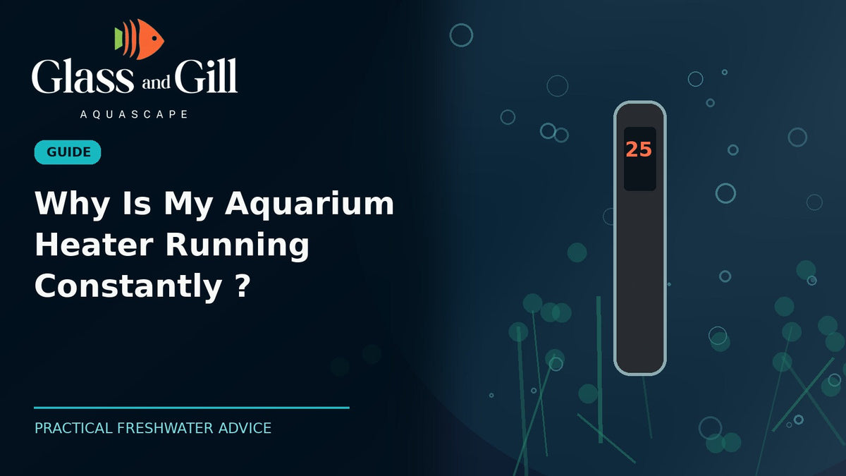 Why Is My Aquarium Heater Running Constantly? — original Glass & Gill guide
