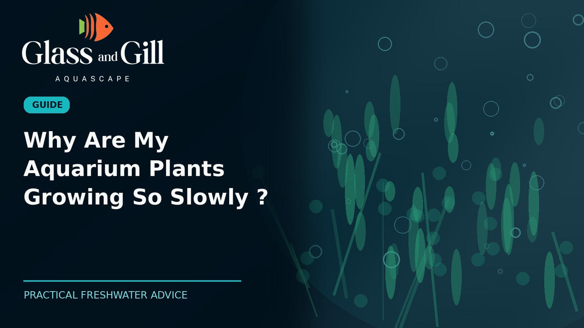 Why Are My Aquarium Plants Growing So Slowly? — branded illustrated aquarium guide