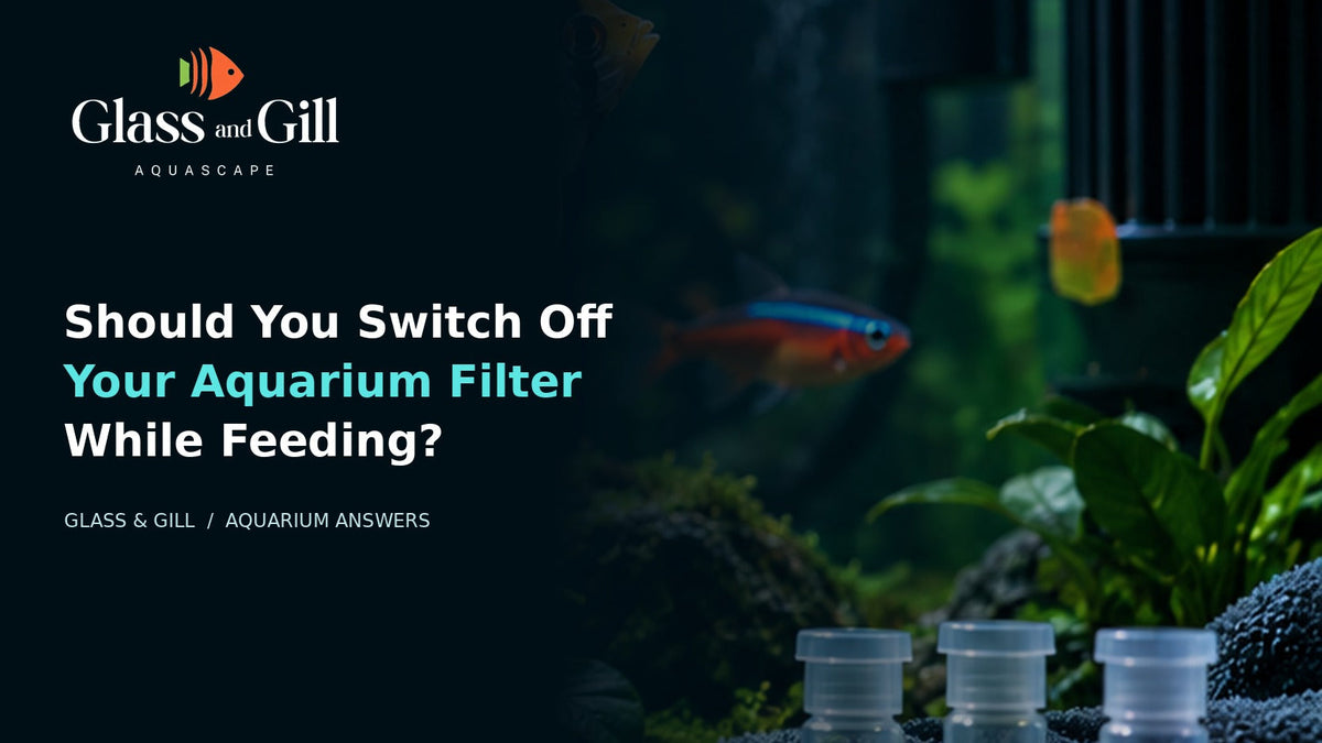 Aquarium filtration and water movement during fish feeding