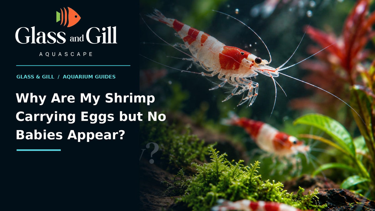 Why Are My Shrimp Carrying Eggs but No Babies Appear? — freshwater aquarium guide