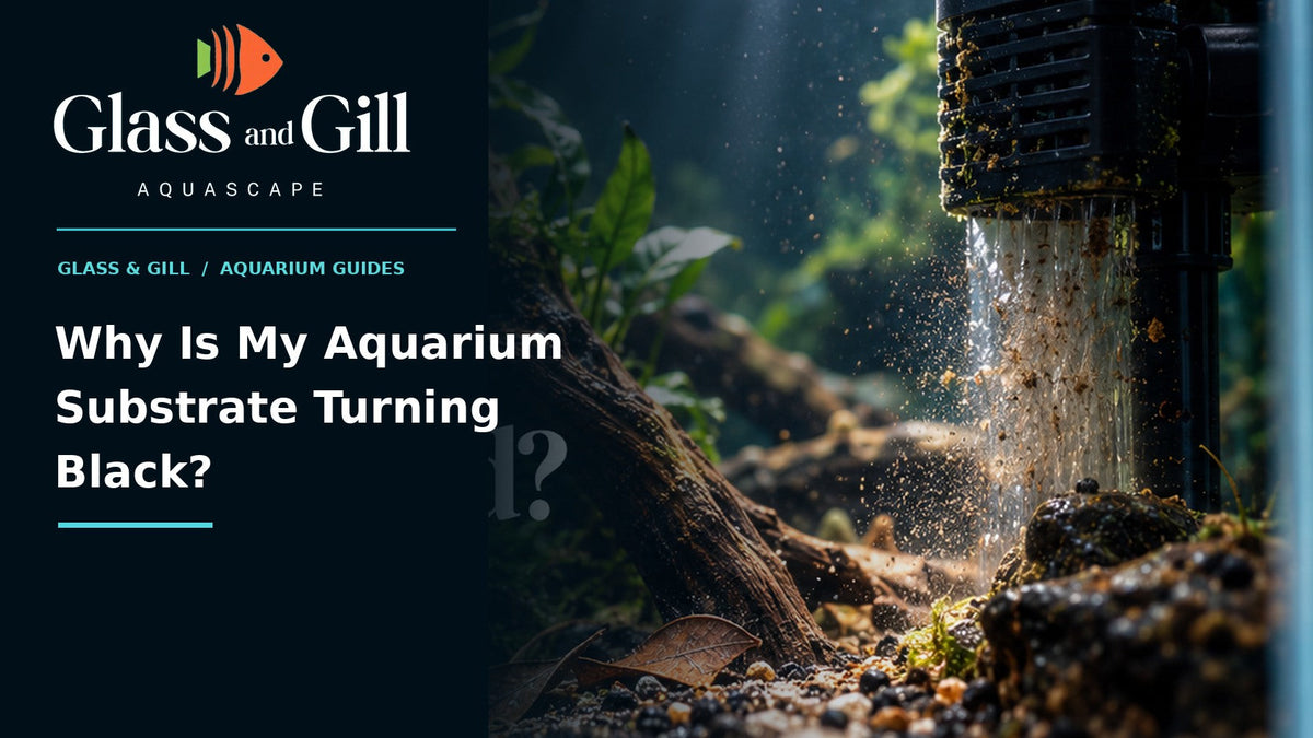Why Is My Aquarium Substrate Turning Black? — freshwater aquarium guide