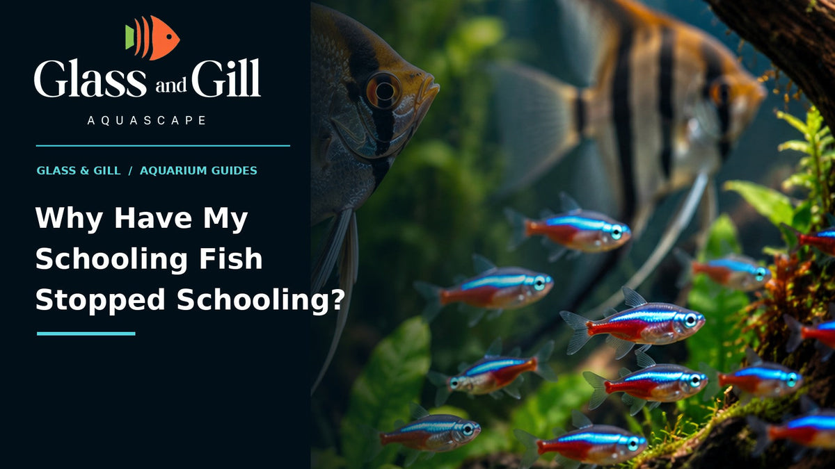 Why Have My Schooling Fish Stopped Schooling? — freshwater aquarium guide