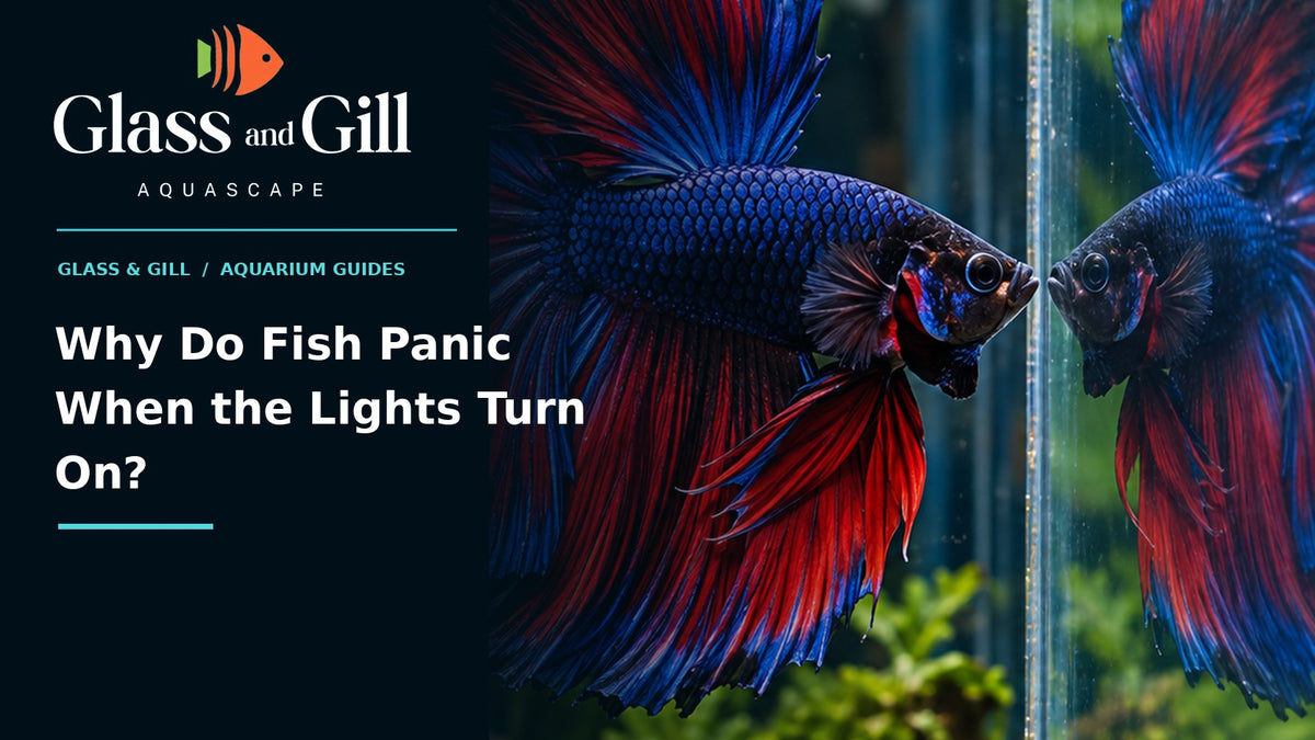Why Do Fish Panic When the Lights Turn On? — freshwater aquarium guide