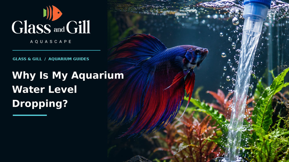 Why Is My Aquarium Water Level Dropping? — freshwater aquarium guide
