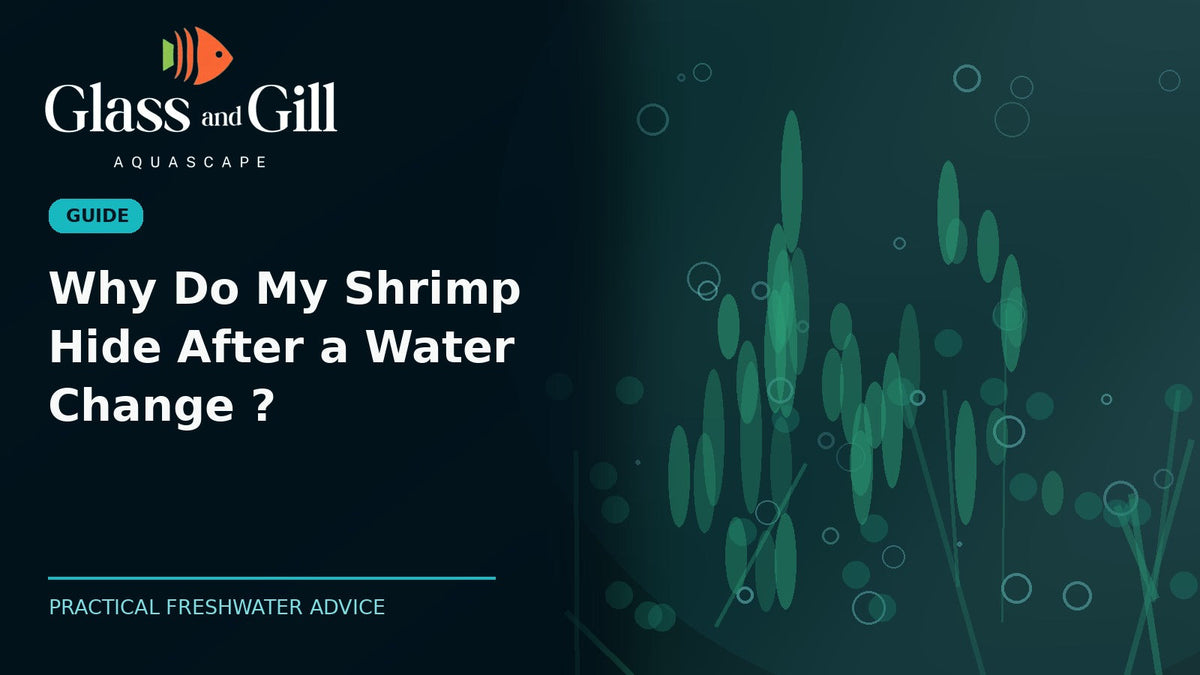 Why Do My Shrimp Hide After a Water Change? — Glass & Gill guide