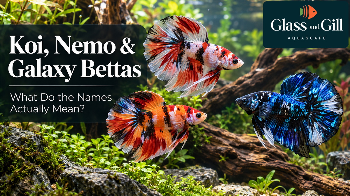Koi, Nemo & Galaxy Bettas — Glass & Gill