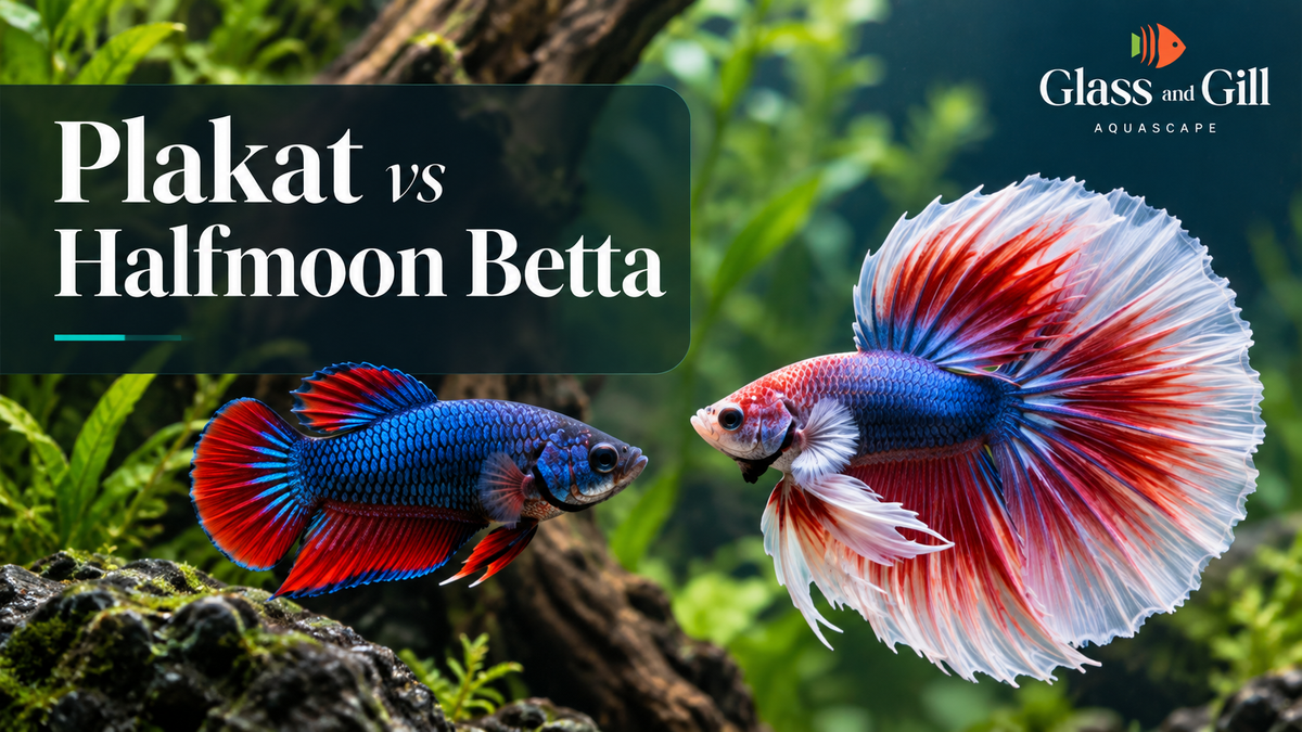 Plakat vs Halfmoon Betta: Which Is Right for You? — Glass & Gill