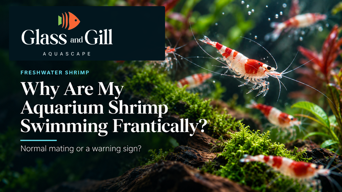 Red and white aquarium shrimp swimming over moss