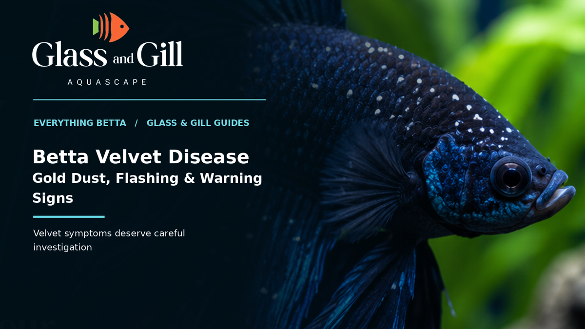 Blue Betta fish with illustrative white specks for a guide to velvet disease signs