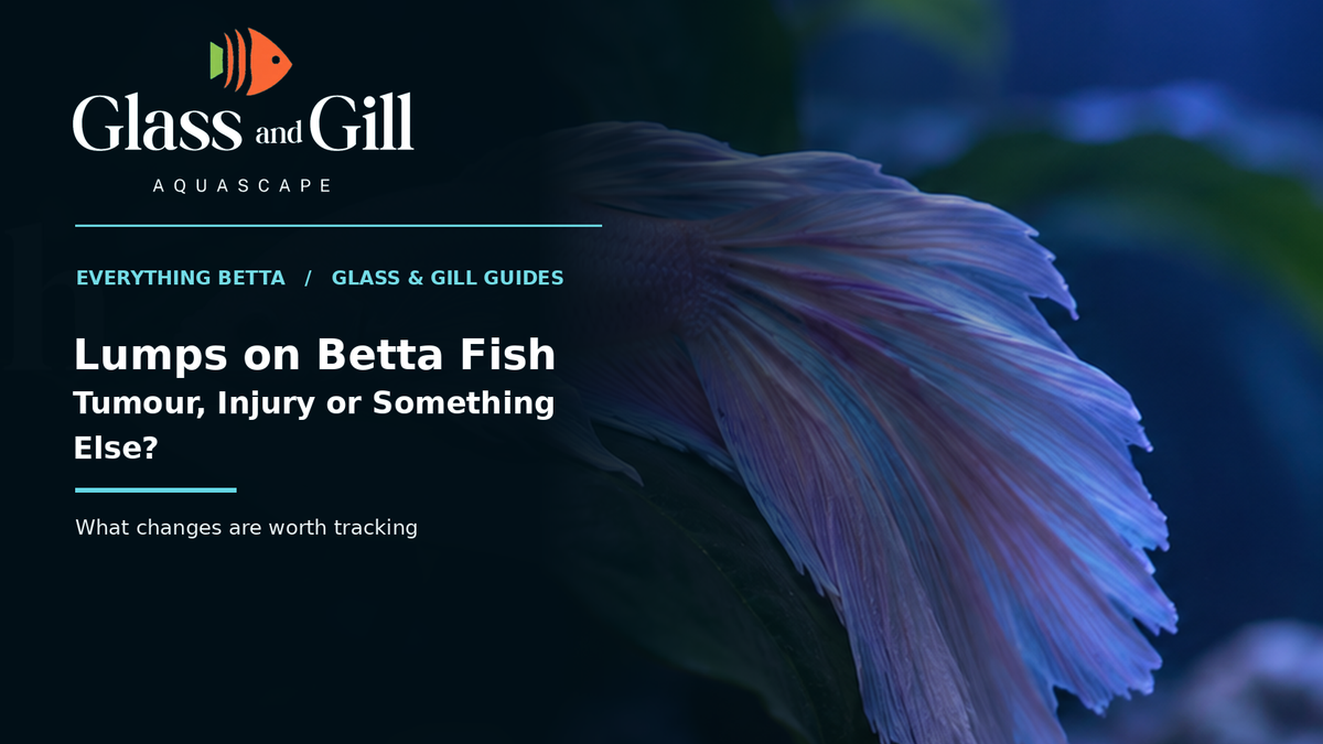 Lavender Betta fish in planted aquarium for a guide to unusual lumps and growths