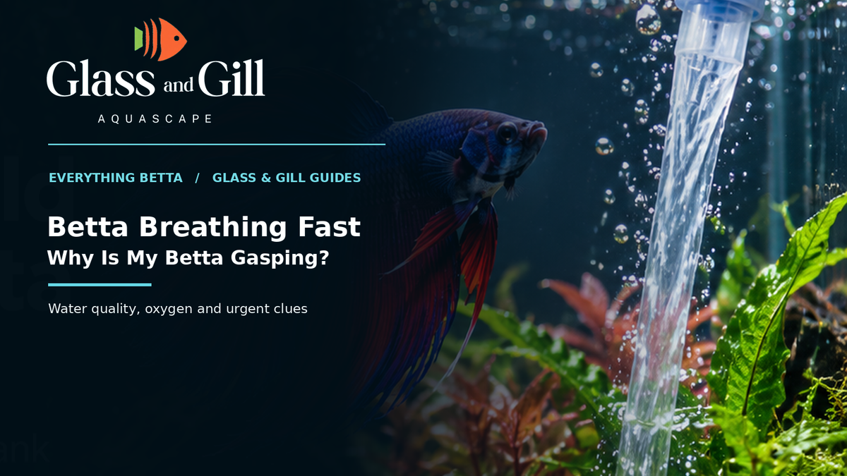 Red and blue Betta fish swimming toward surface water during aquarium refill