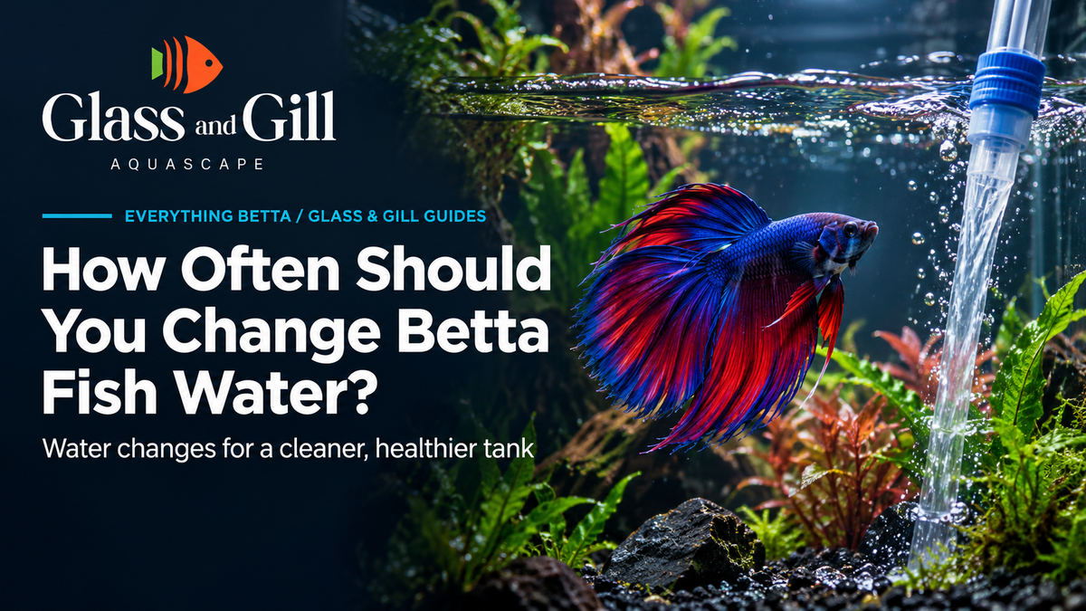 Betta fish beside fresh water added during aquarium maintenance