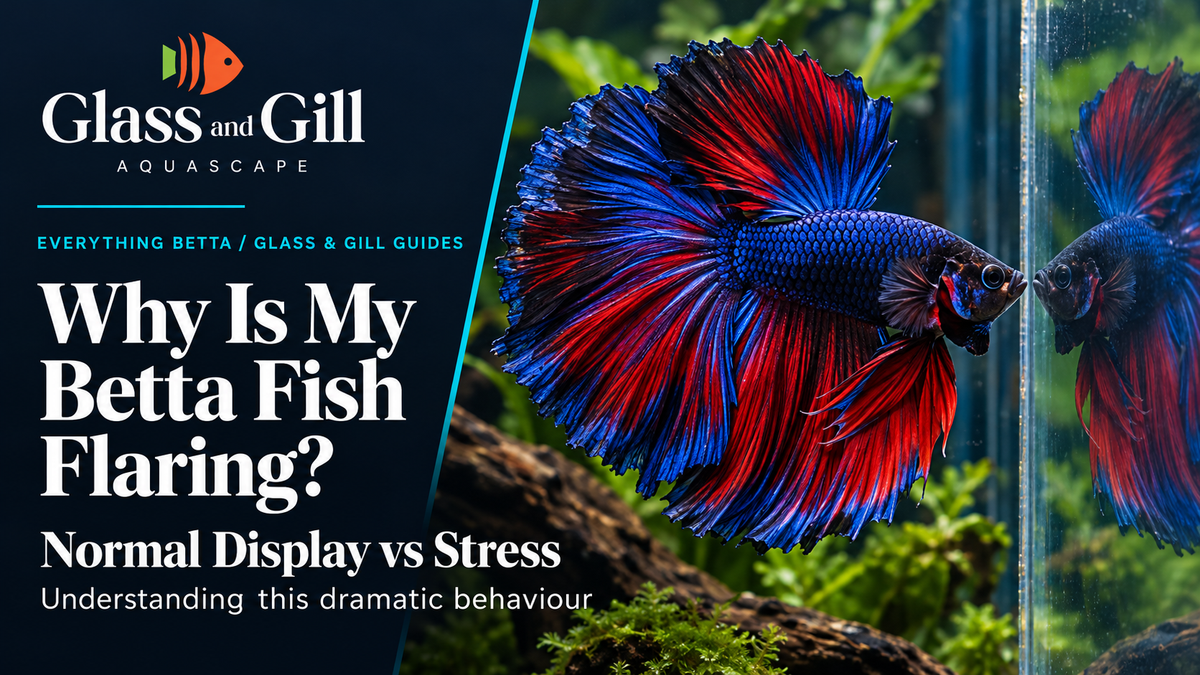 Betta fish flaring at its reflection in aquarium glass