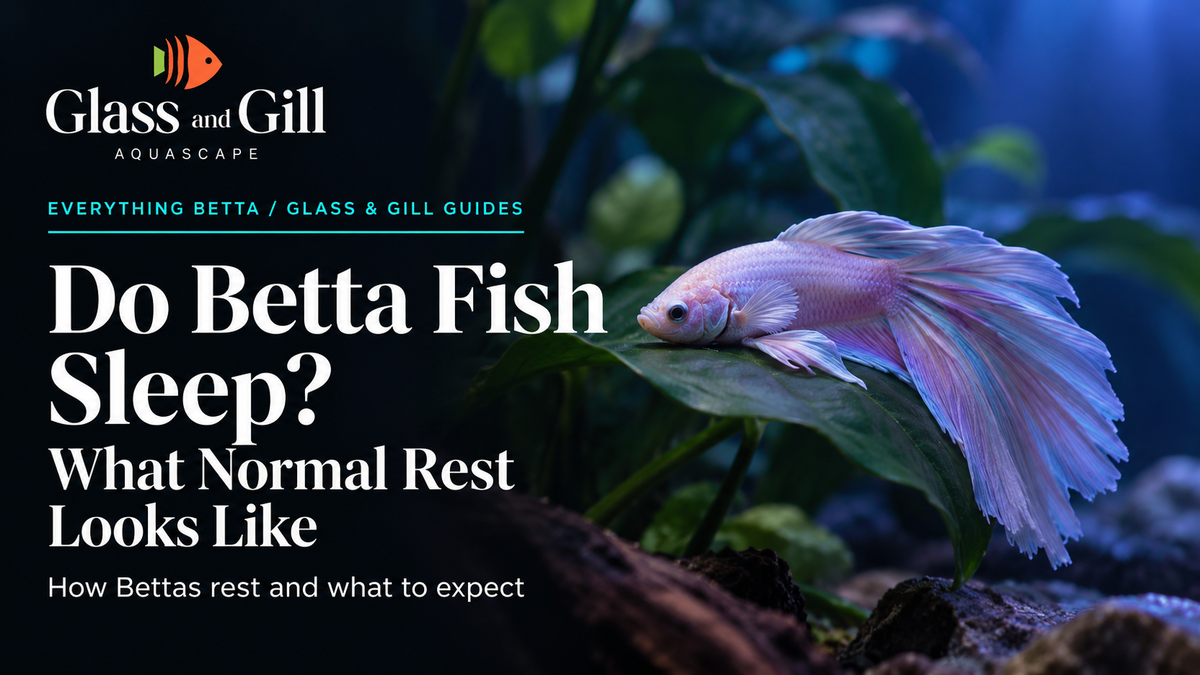 Betta fish resting on a broad green aquarium leaf