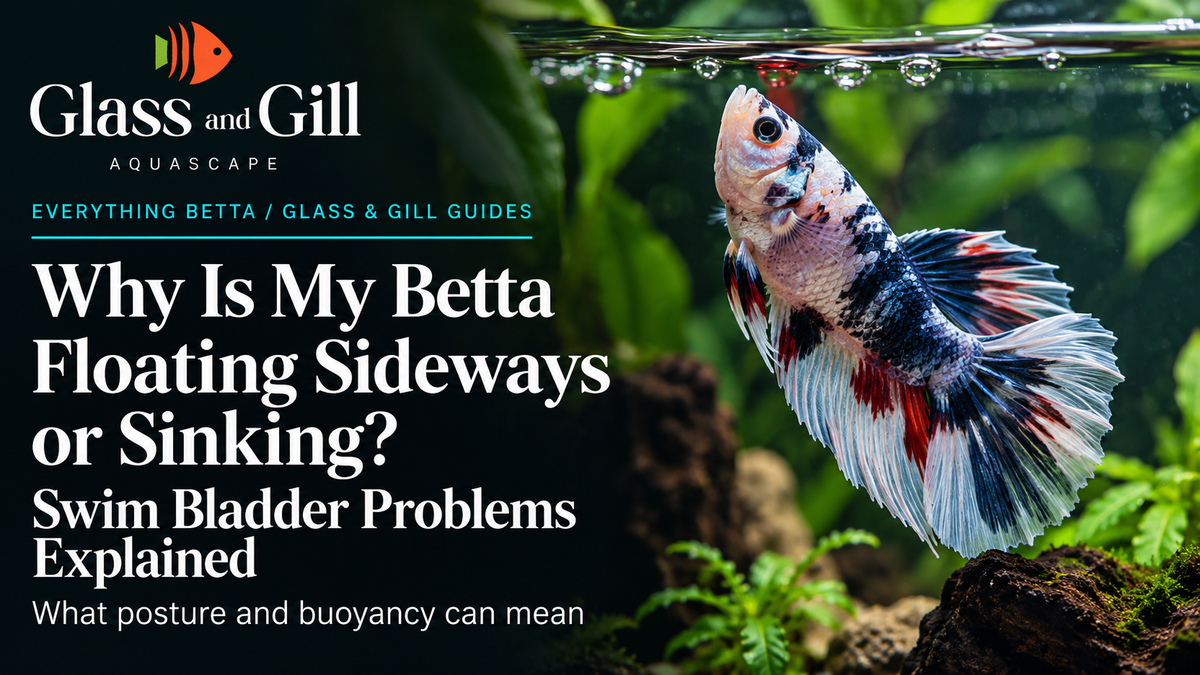 Betta fish tilted vertically in aquarium illustrating buoyancy concerns