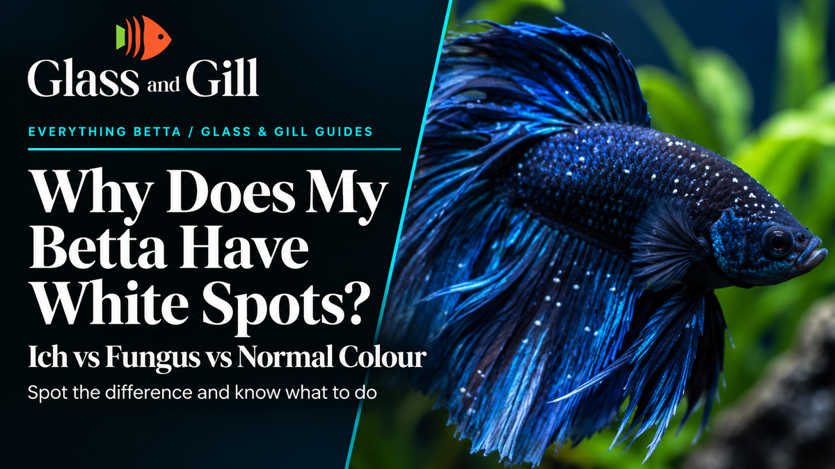 Blue Betta fish with visible white spots illustrating fish health symptoms