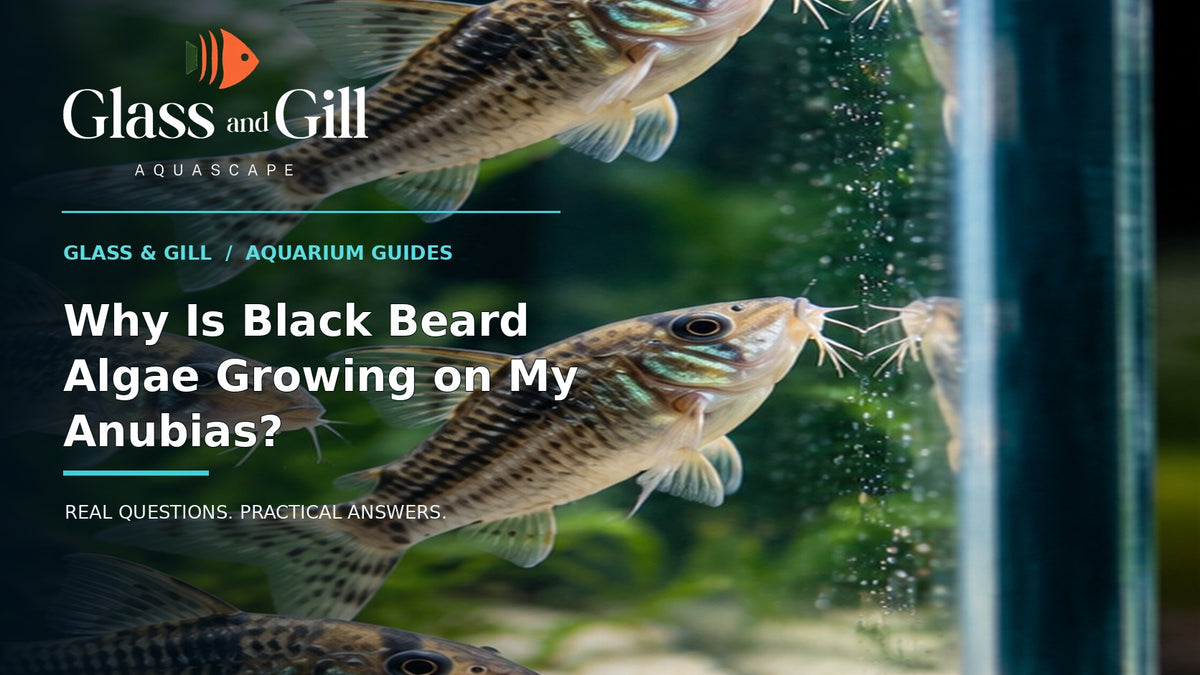 Glass and Gill guide cover for article 1