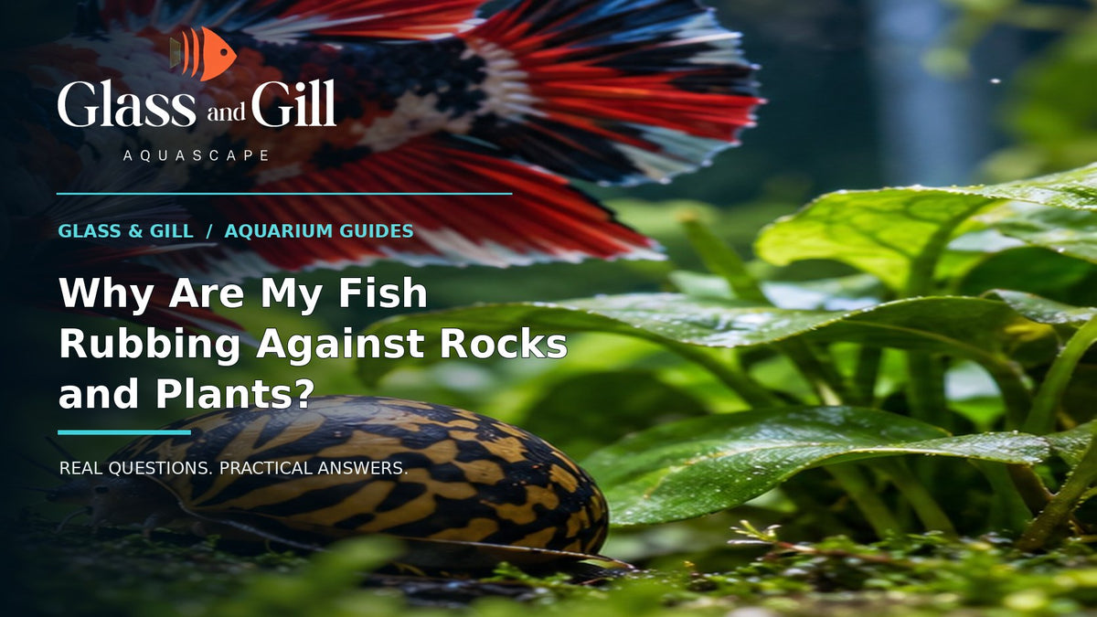 Glass and Gill guide cover for article 3
