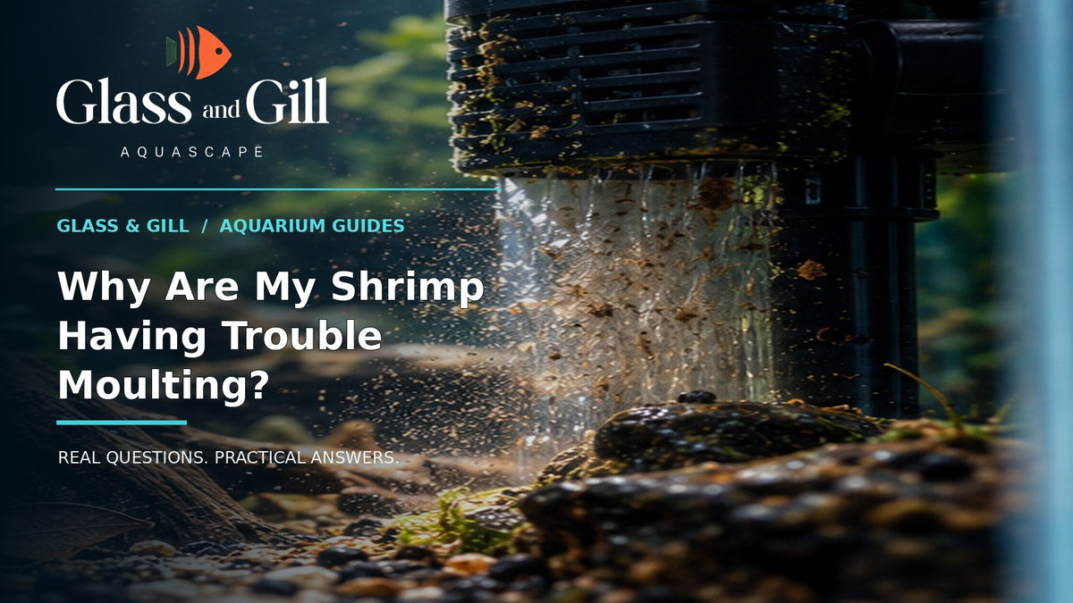Glass and Gill guide cover for article 4