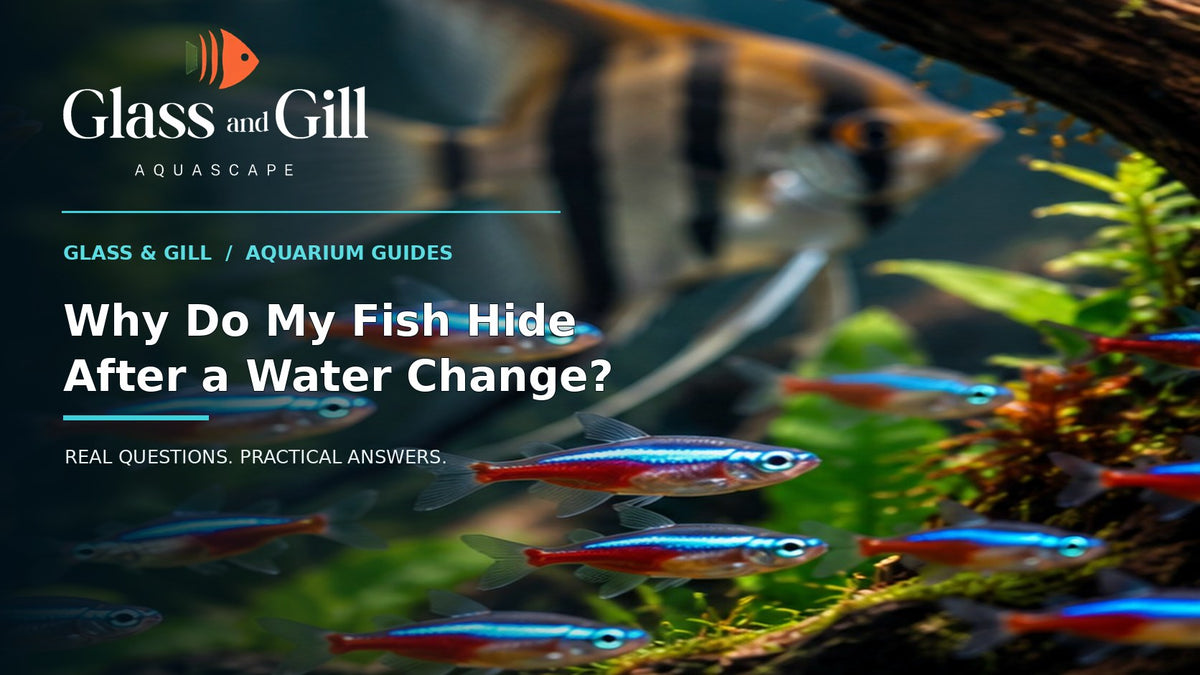 Glass and Gill guide cover for article 5