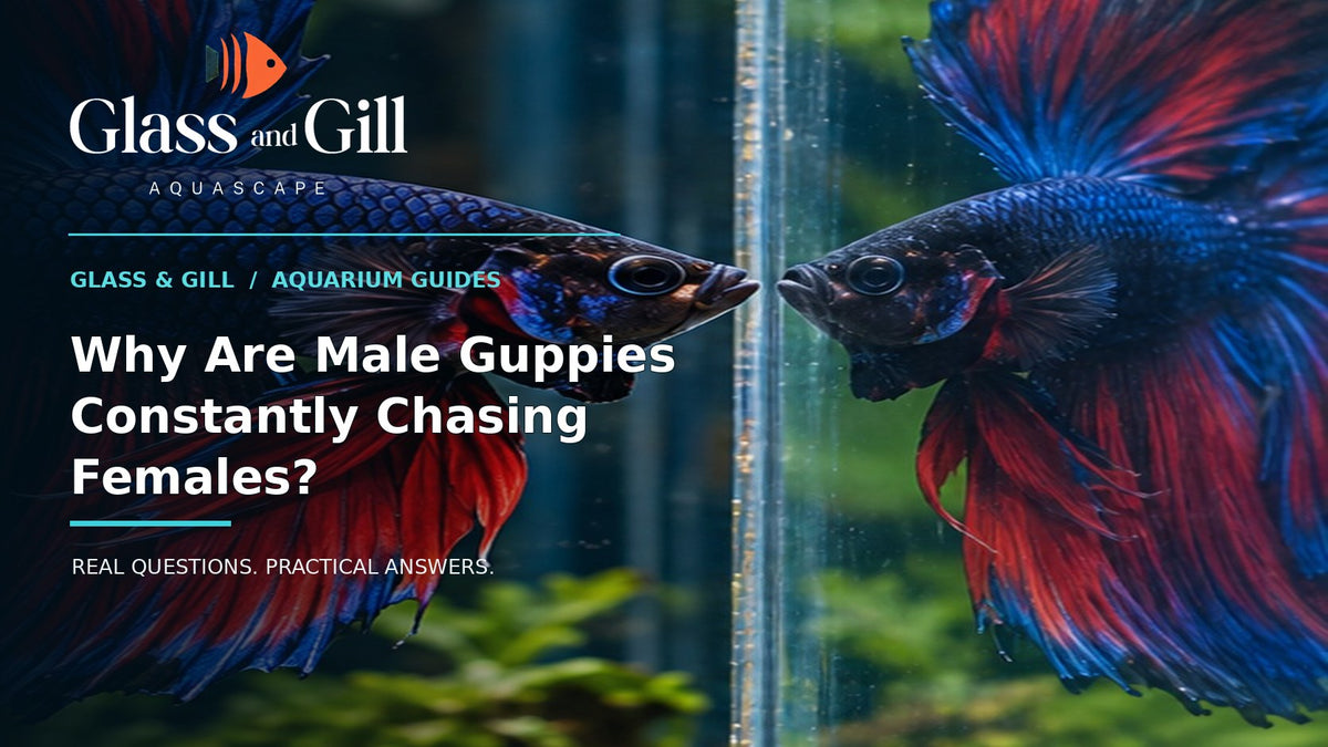 Glass and Gill guide cover for article 7