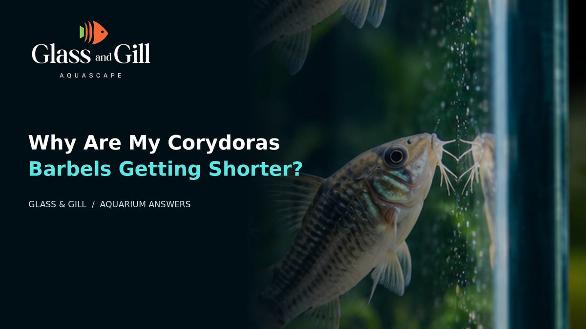 Corydoras with barbels over aquarium substrate