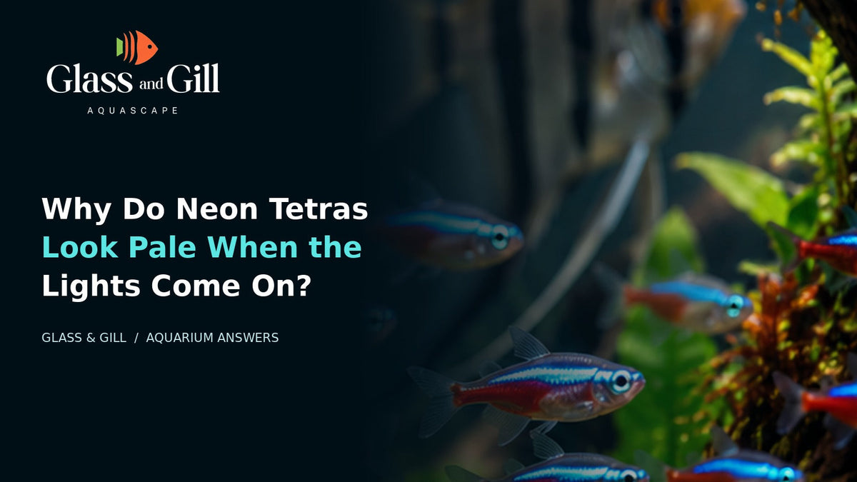 Neon Tetras in a planted aquarium at first light