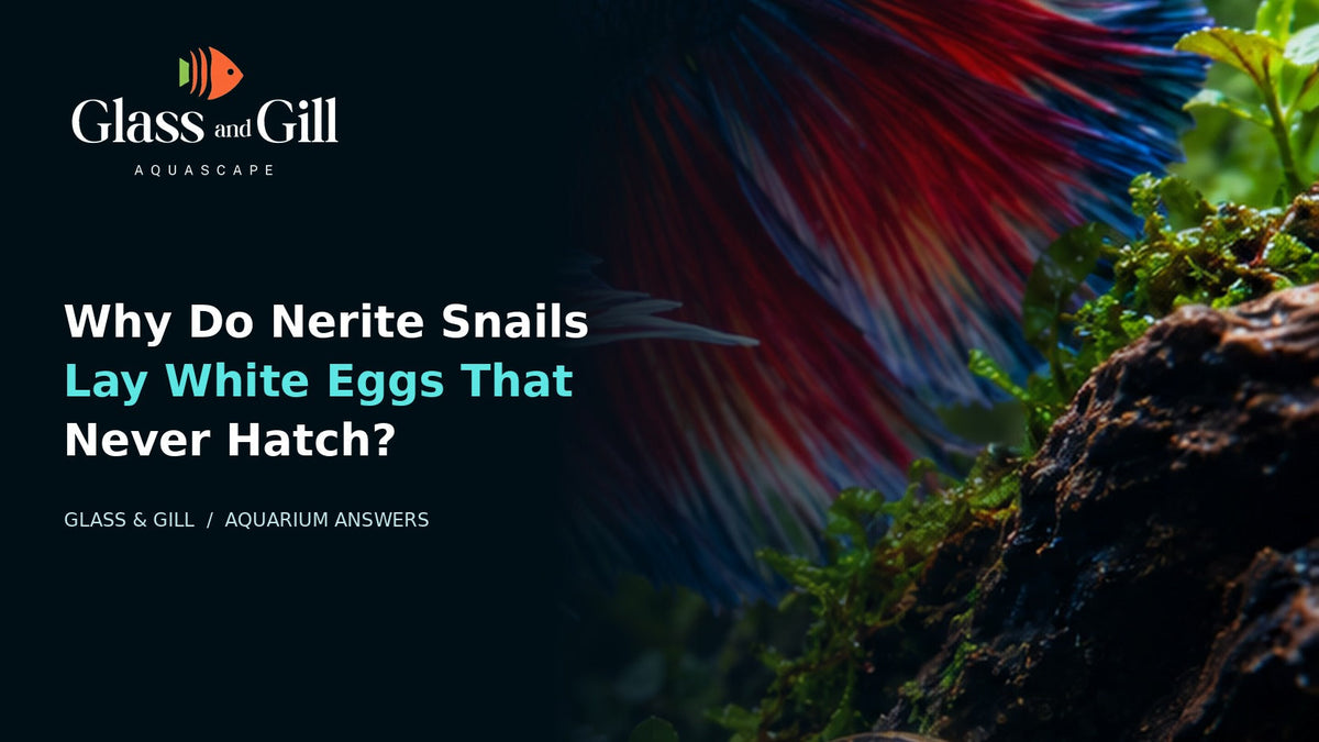 Nerite snail and aquarium egg capsules