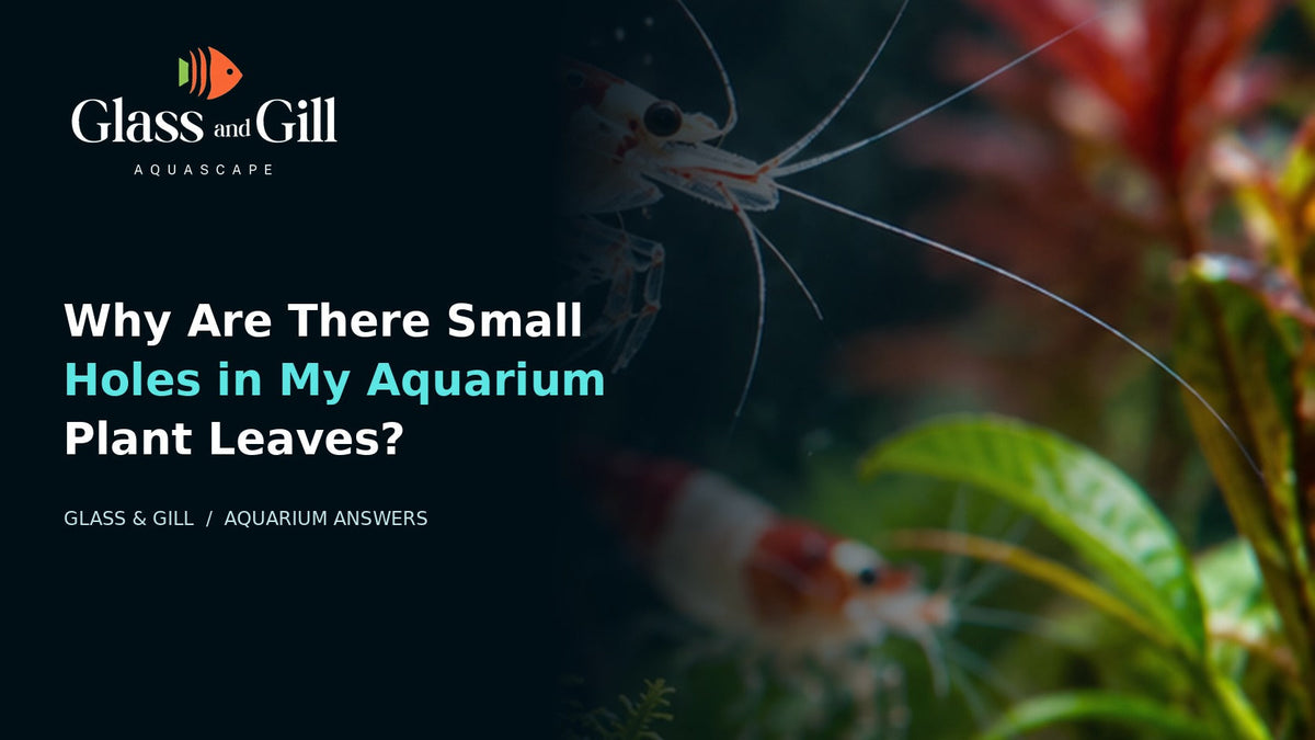 Aquarium plant leaves and aquatic growth