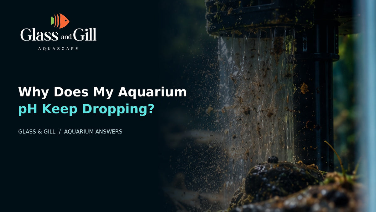 Aquarium water and filtration area