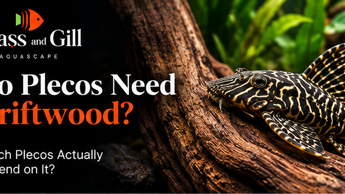 Do Plecos Need Driftwood? Which Plecos Actually Depend on It?