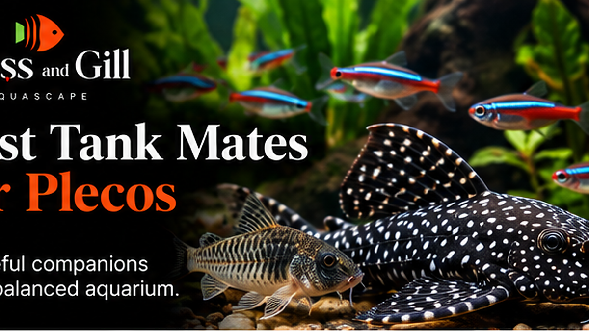 Best Tank Mates for Plecos