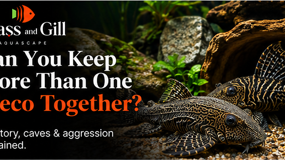 Can You Keep More Than One Pleco Together? Territory, Caves & Aggression