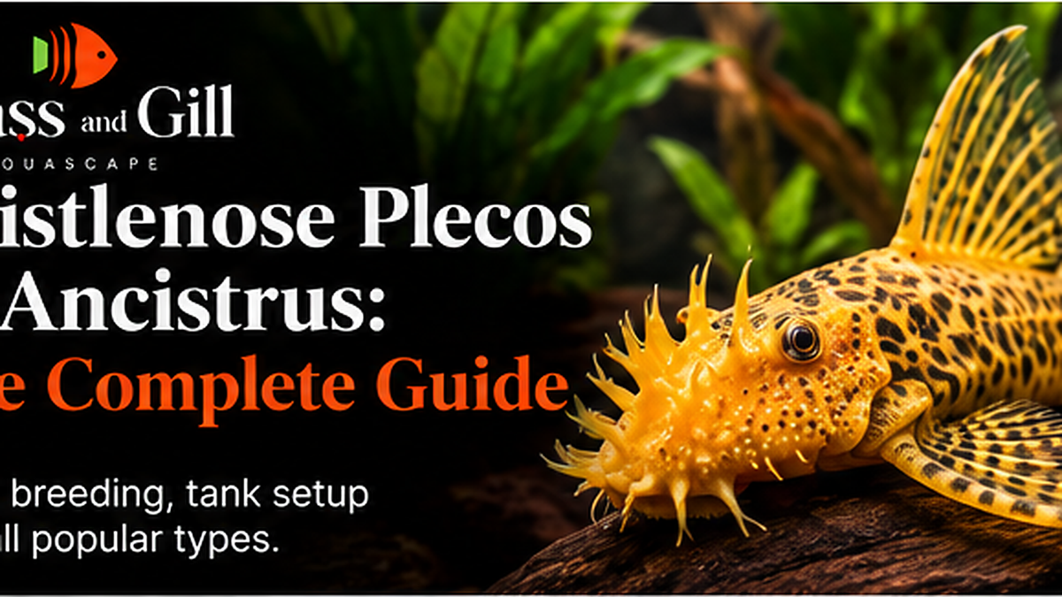 Bristlenose Plecos & Ancistrus: The Complete Guide