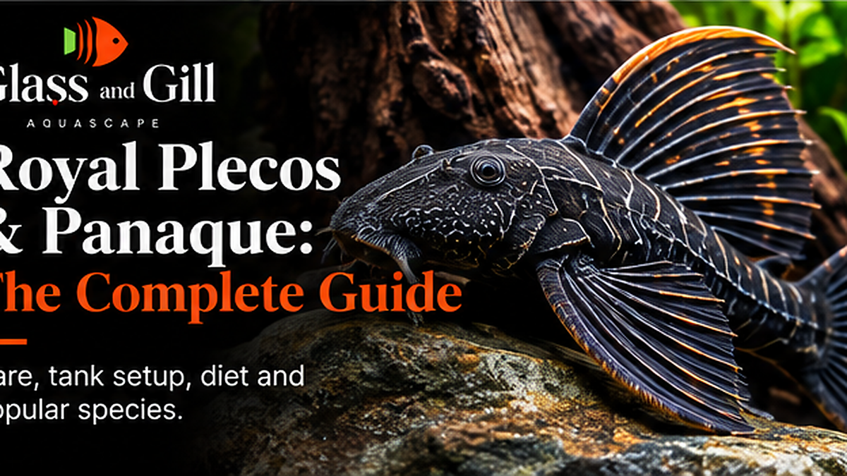Royal Plecos & Panaque: The Complete Guide