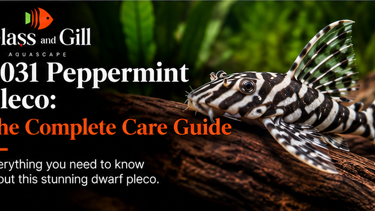 L031 Peppermint Pleco: The Complete Care Guide