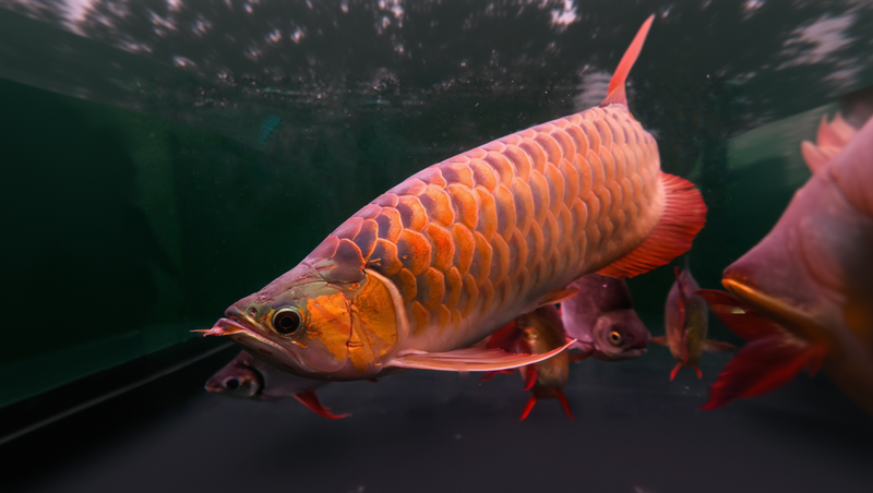 Top Water Dwellers