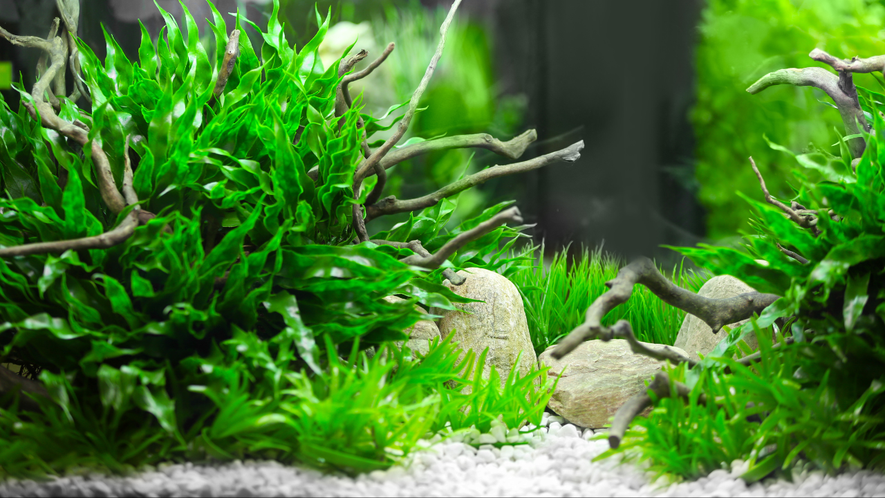 Aquatic Plants