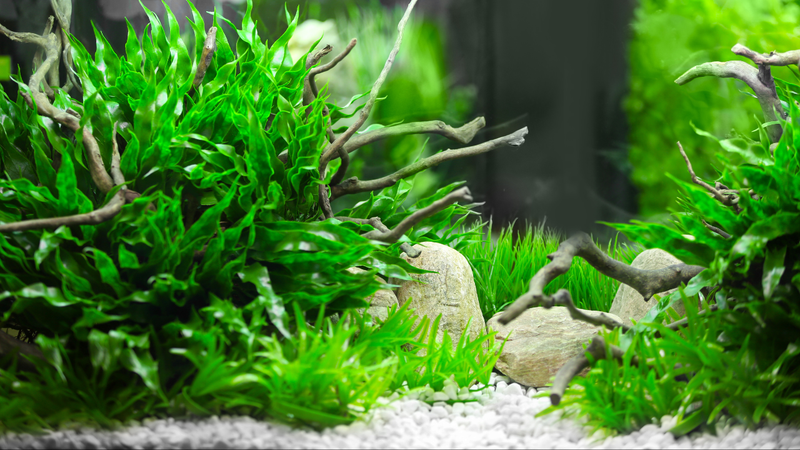 Aquatic Plants