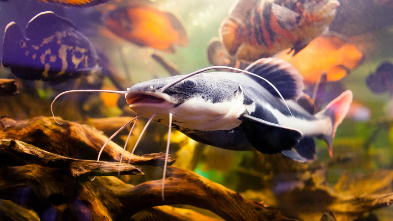 Monster Fish