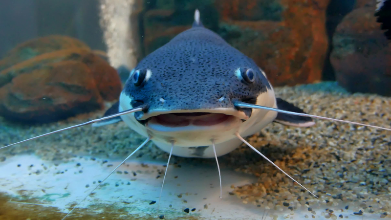 Bottom Water Dwellers