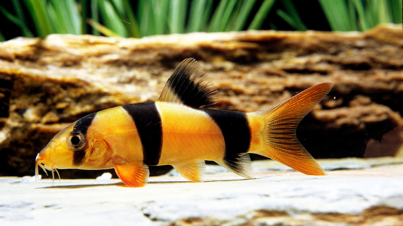 Loaches
