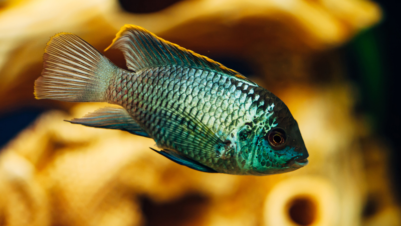 Cichlids
