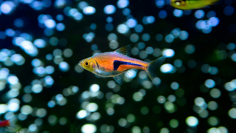 Rasboras